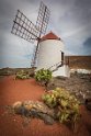 022 Lanzarote, Cactustuin